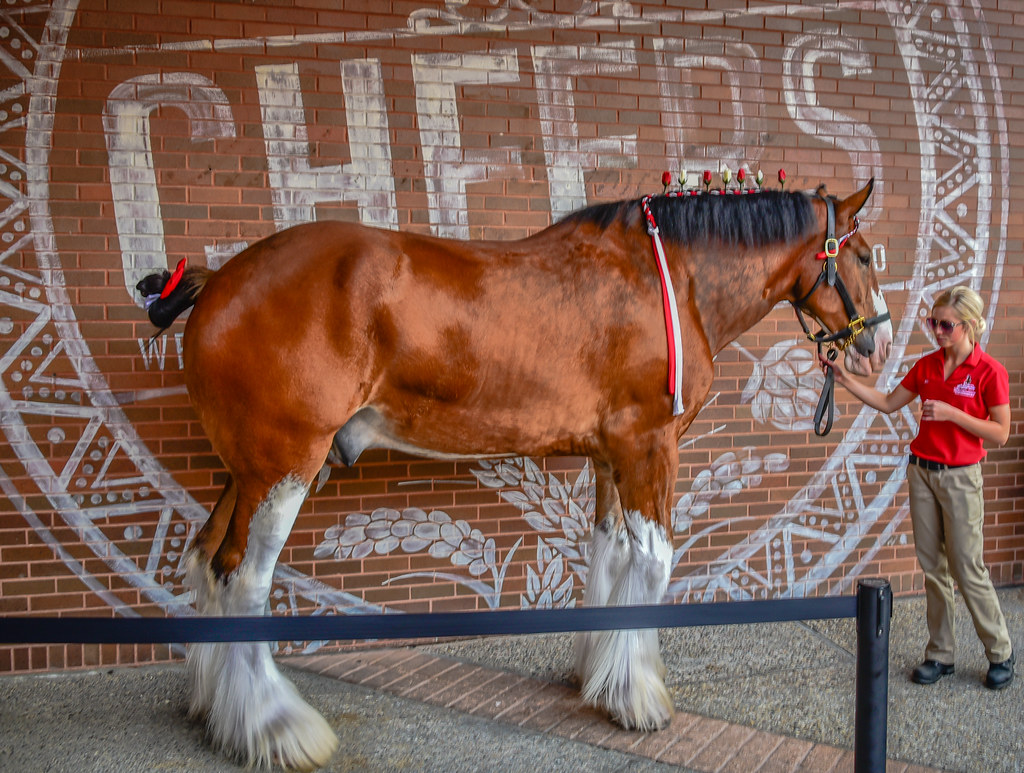 Clydesdale Horse at AnheuserBusch Brewery St Louis MO Flickr