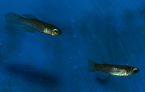 lamp eye killifish Aplocheilichthys normani male left … Flickr