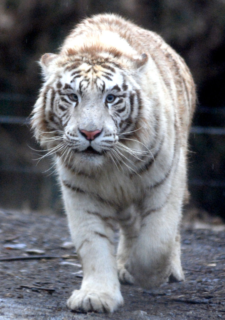 White tiger White tiger everland.korea IN CHERL KIM Flickr