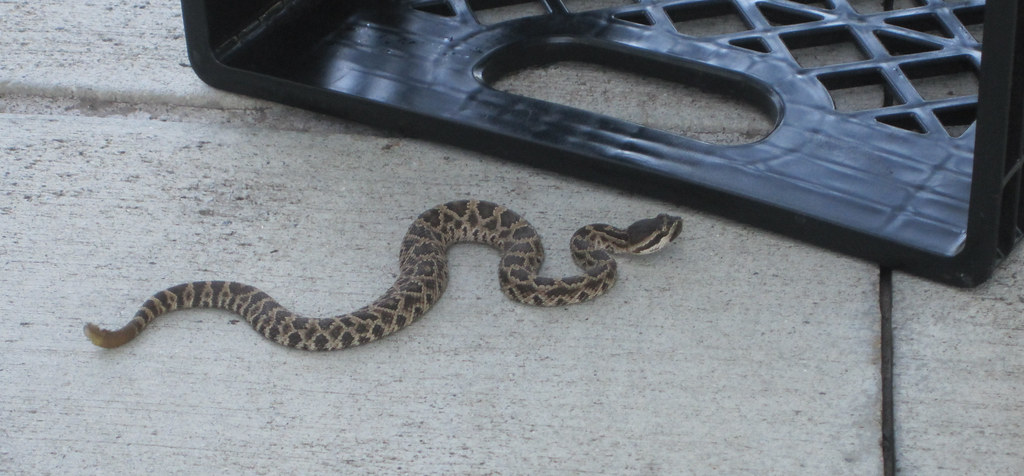 Baby Rattlesnake at HD Supply (cropped) Today there was a … Flickr