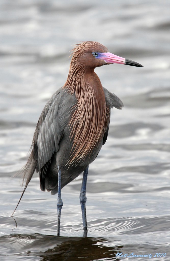 Reddish Egret The colors of these Egrets are just beautifu… Flickr