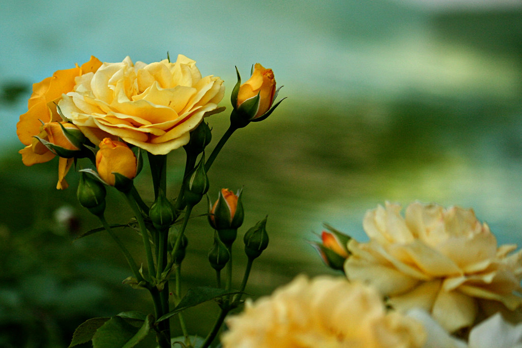 I love yellow roses tormol Flickr
