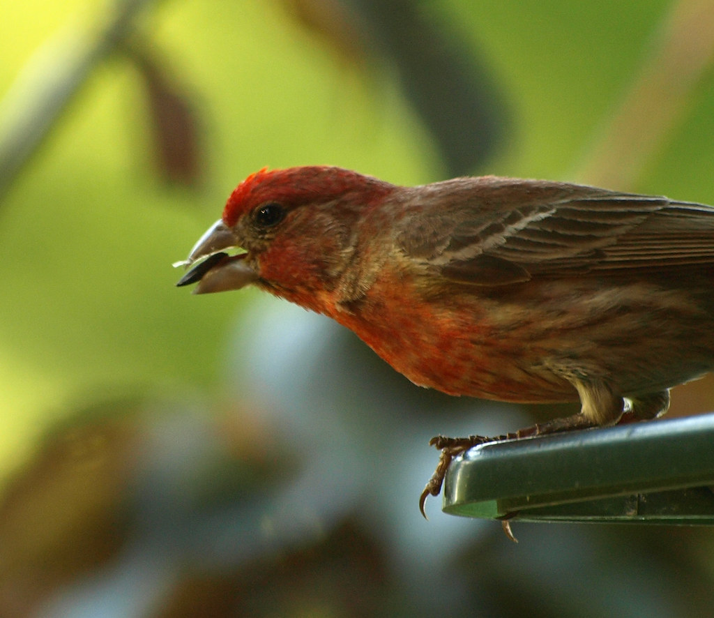 Seed Eater Here is a picture of a bird eating some birdsee… James