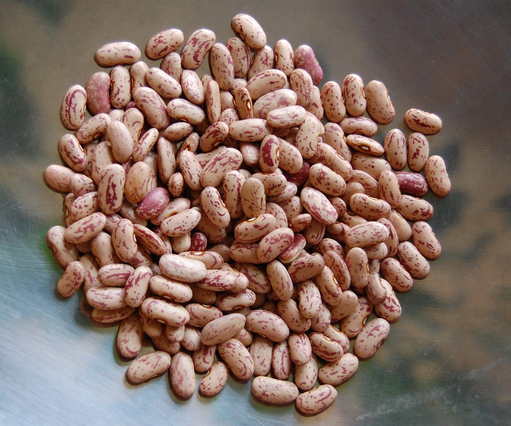 the jersey bean The Jersey Bean catofstripes Flickr