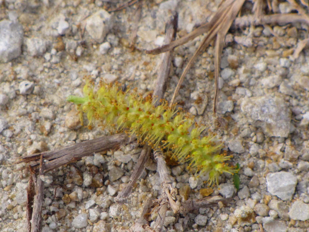 Caterpillar Twin Mills Hiking Trail Okaloacoochee Slough F… Flickr