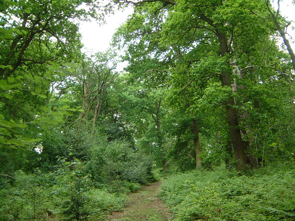 Burrow Wood Leicestershire & Rutland Wildlife Trust Flickr