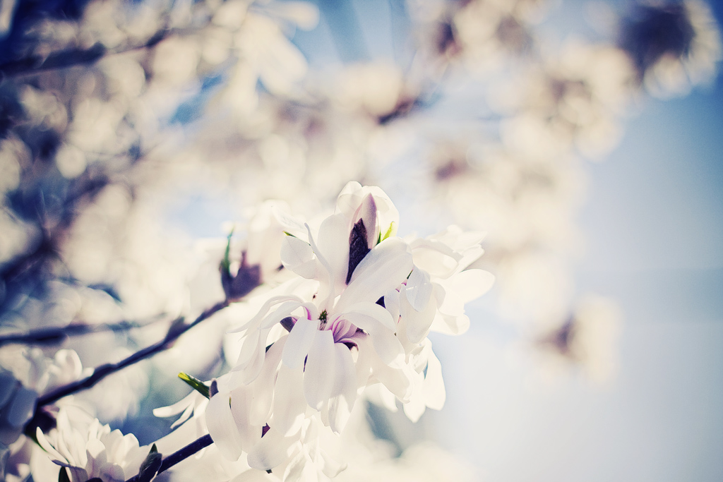 Bloom New Jersey is finally getting weather. View… Flickr