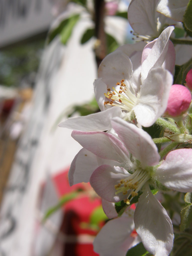 flowers UT Archer Flickr