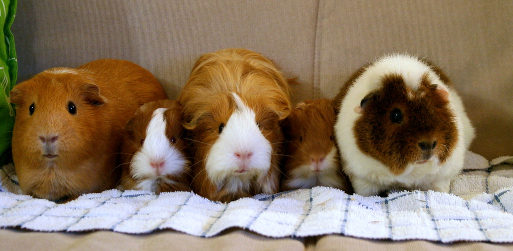 Guinea Pig Galore Our sows from left to right Pumpkin, Ca… Flickr
