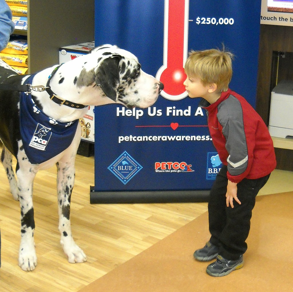 Blue Buffalo PCA Tour PETCO, New York, NY Three Paws for the Cause Flickr