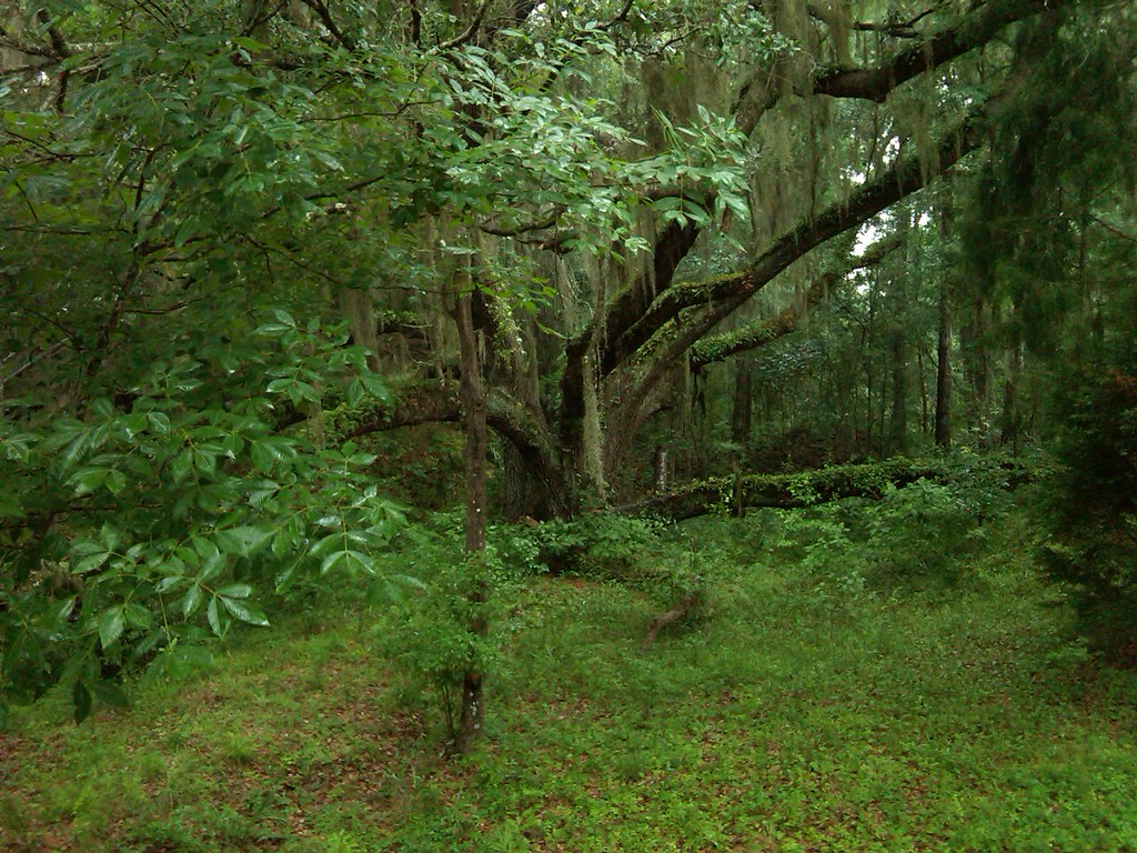 Elevation of Northeast th Court, NE th Ct, Williston Highlands, FL, USA