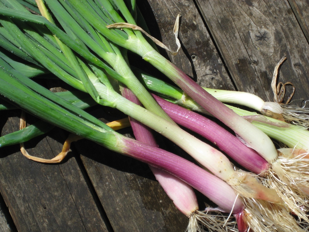spring onions harvesting spring onions from the garden(s) … Flickr