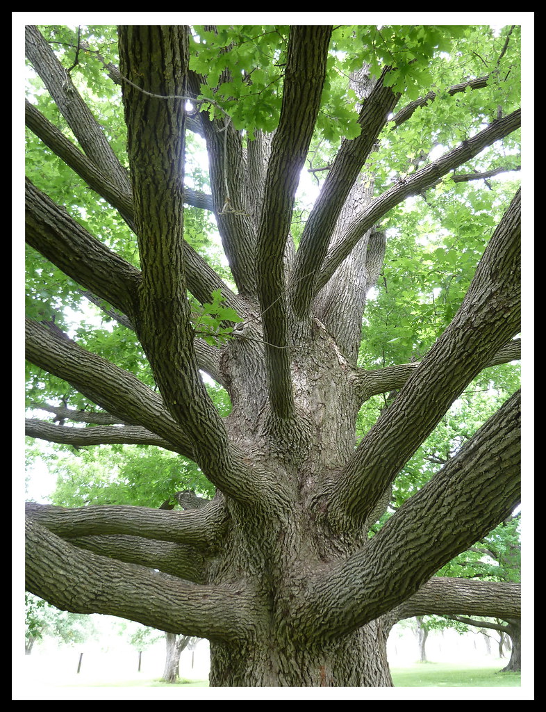 The oldest oak tree in Ottawa at the Arboretum (Experiment… Flickr