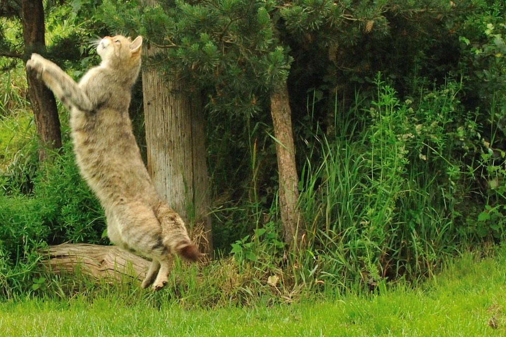Jumping Wild Cat AnneMarie Kalus Flickr