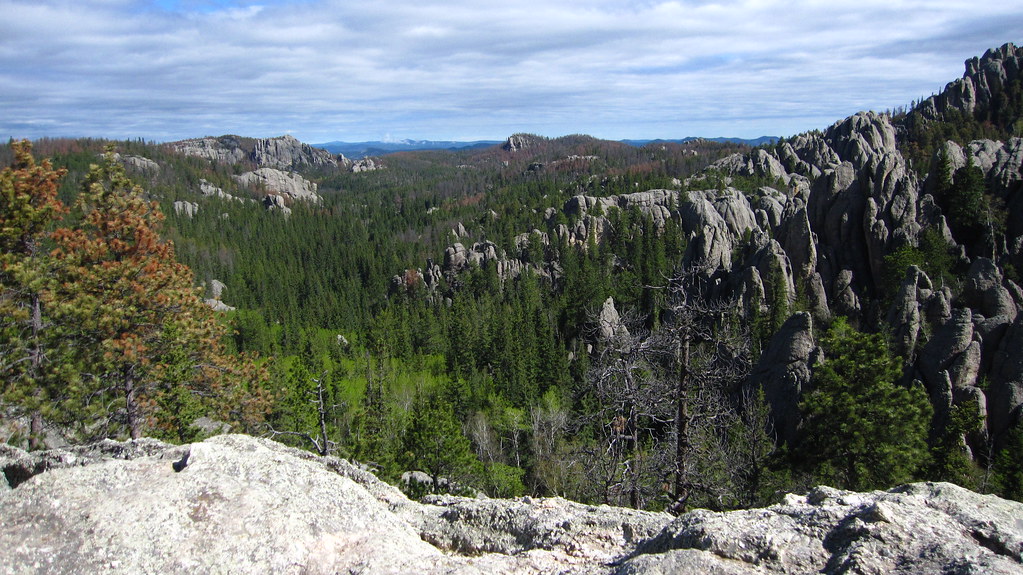 Ponderosa pines Ben Piven Flickr