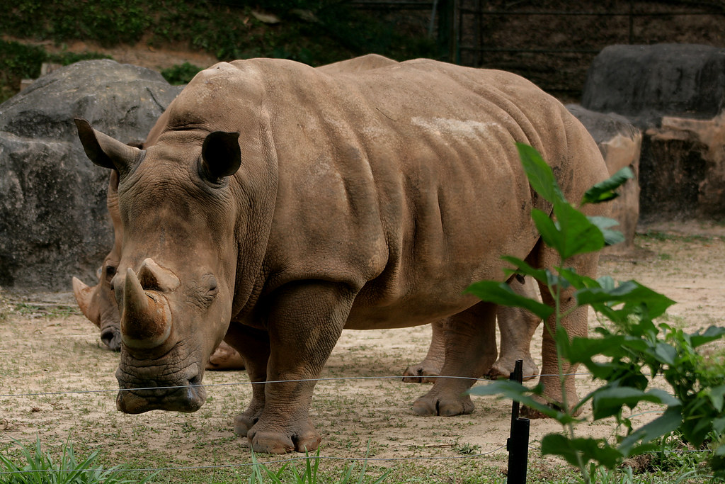 White Rhinoceros Badak Sumbu Putih Mohd Fazlin Mohd