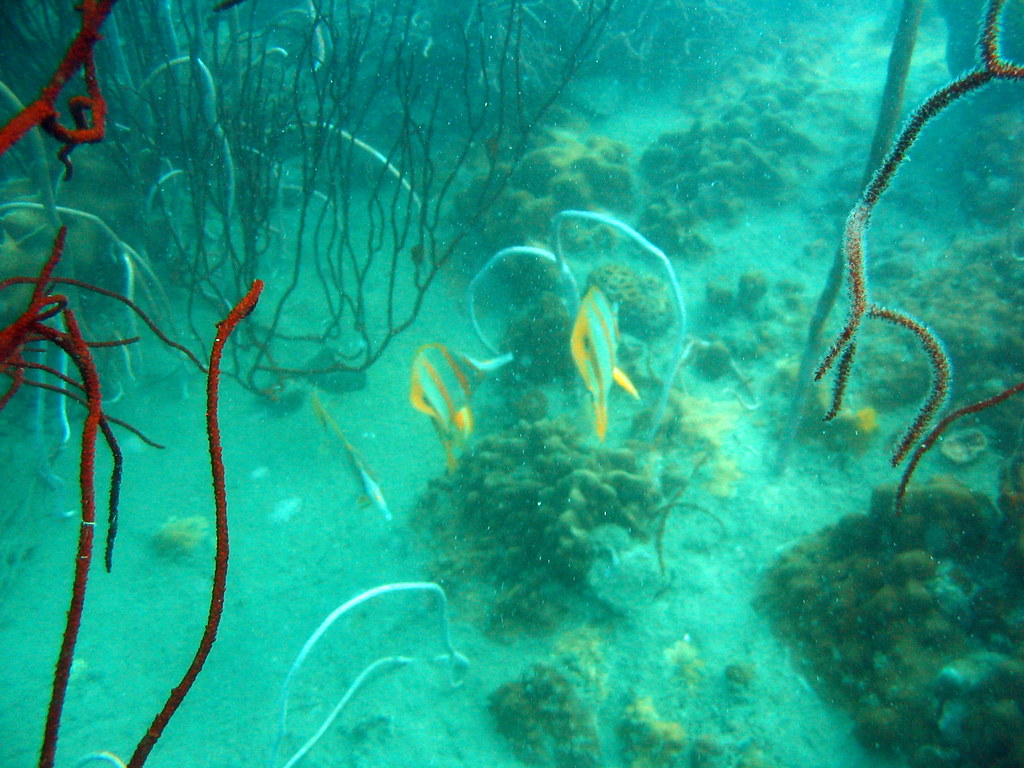 Twoeyed coralfish Coradion melanopus szomkat Flickr