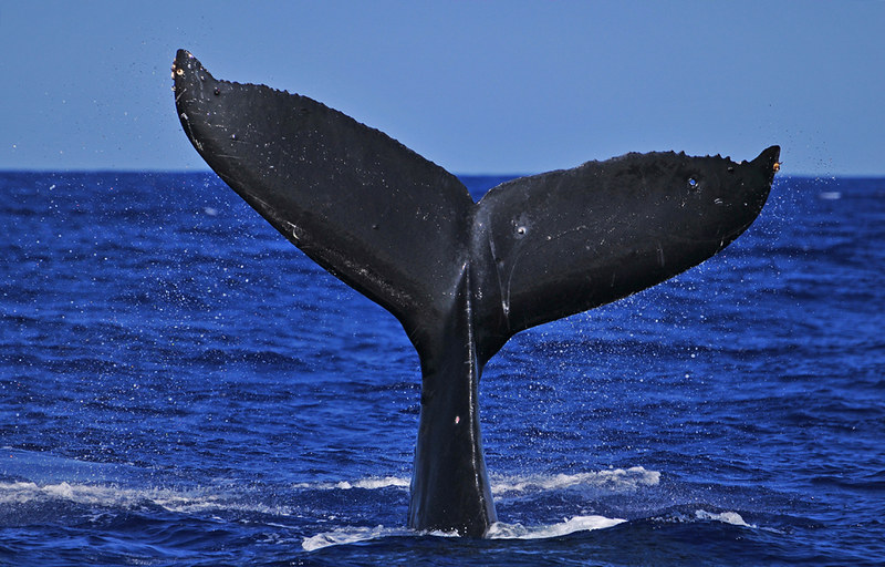 Images Of Humpback Whale Tails