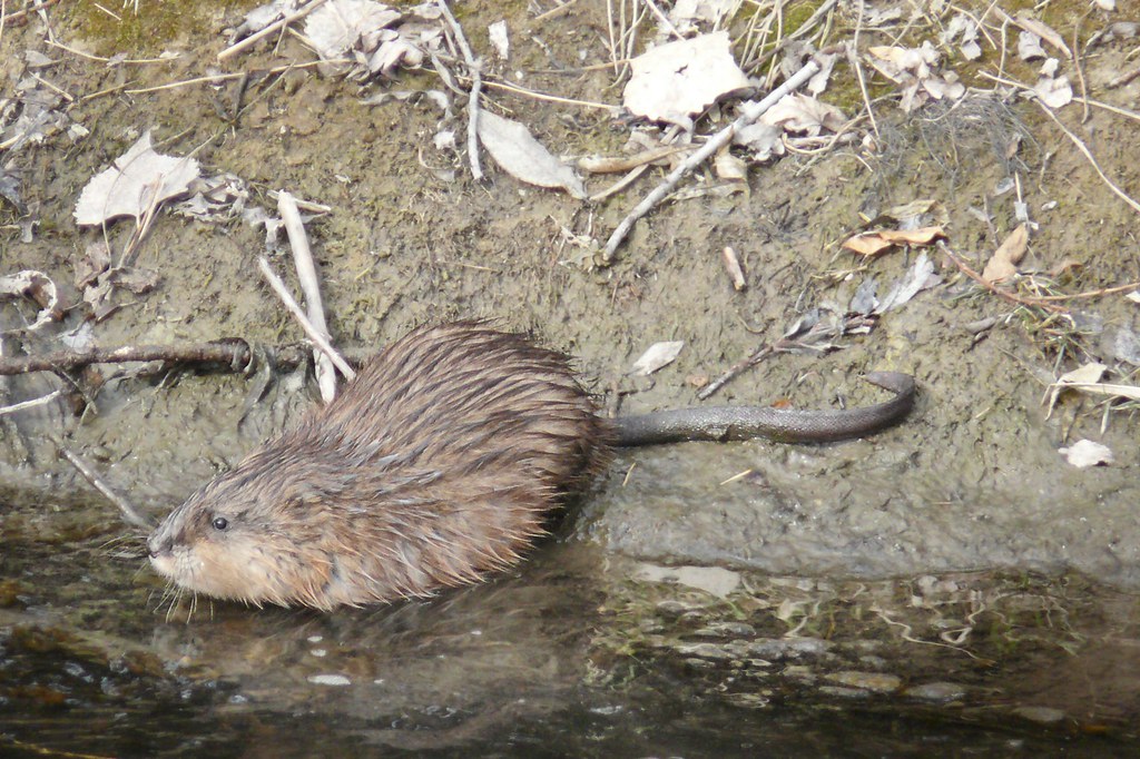 Muskrat 1 Today was Muskrat day! I've never been able to g… Flickr
