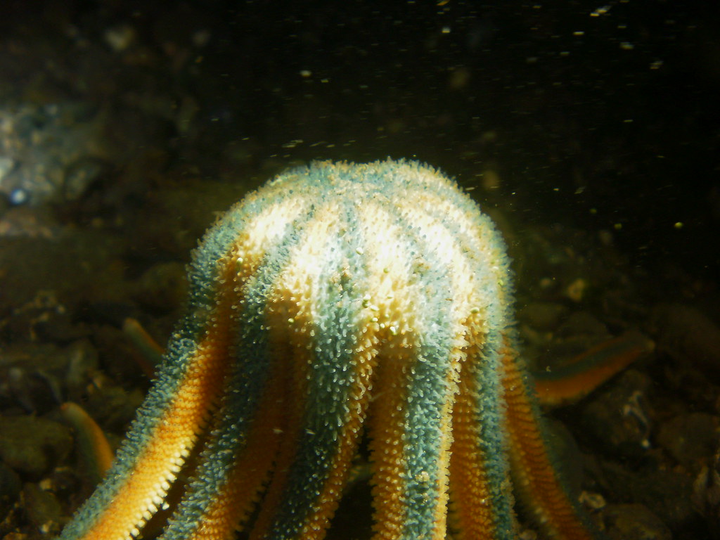 Starfish Spawning A starfish releasing eggs. Trevor Rowe Flickr
