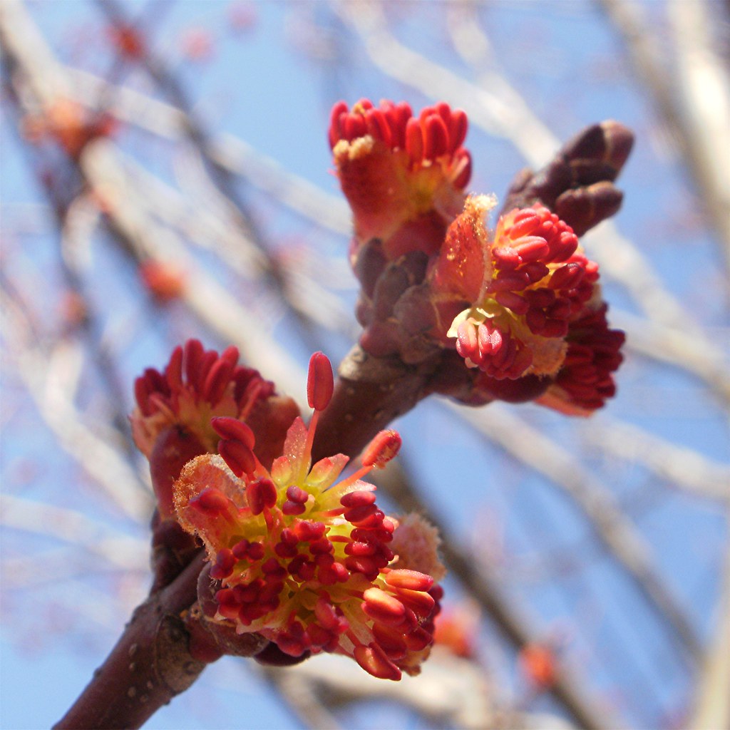 Norway Maple Blossoms, week 1 Maure Briggs Flickr