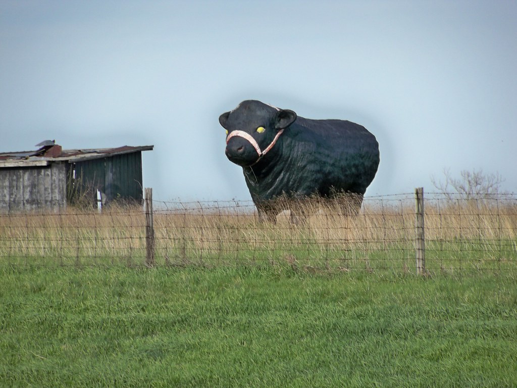 Giant Bull Danville KY Giant fiberglass bull, outstandin… Flickr