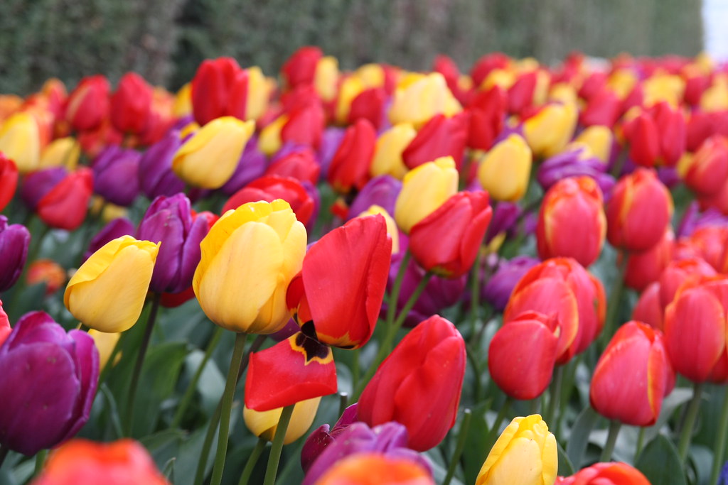 Seattle Tulip Festival Flickr