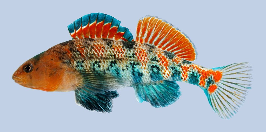 Etheostoma spectabile Orangethroat Darter male2000 Flickr