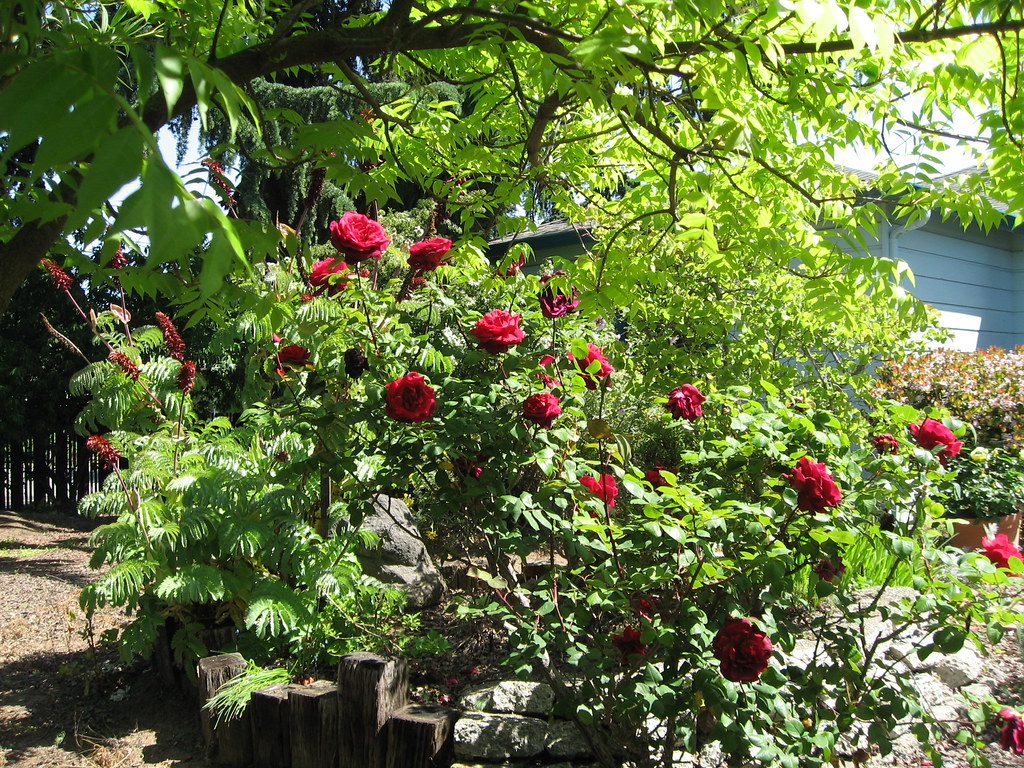 Lincoln Roses Abraham Lincoln Roses klvinci Flickr