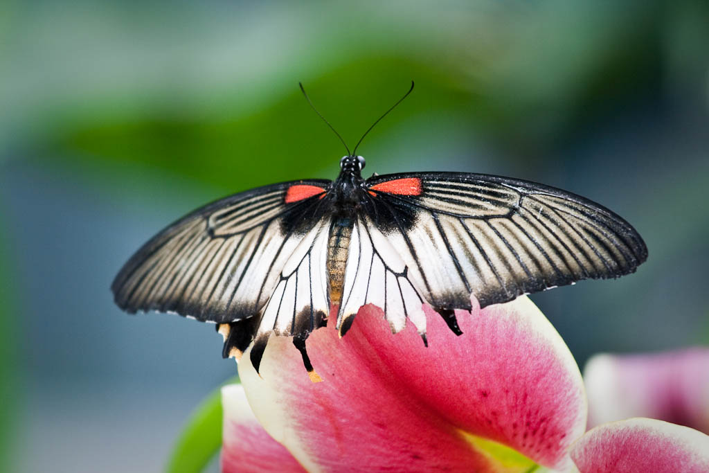 2010 Butterfly Show At the 2010 Butterfly Show with the St… Flickr