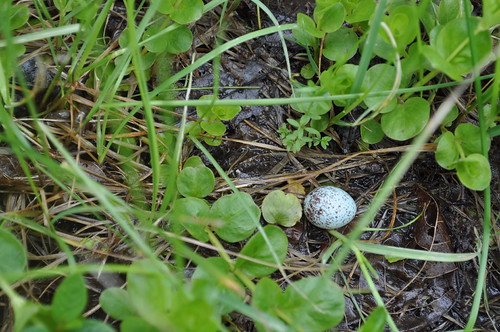 Blue Jay egg Daniel Boese Flickr