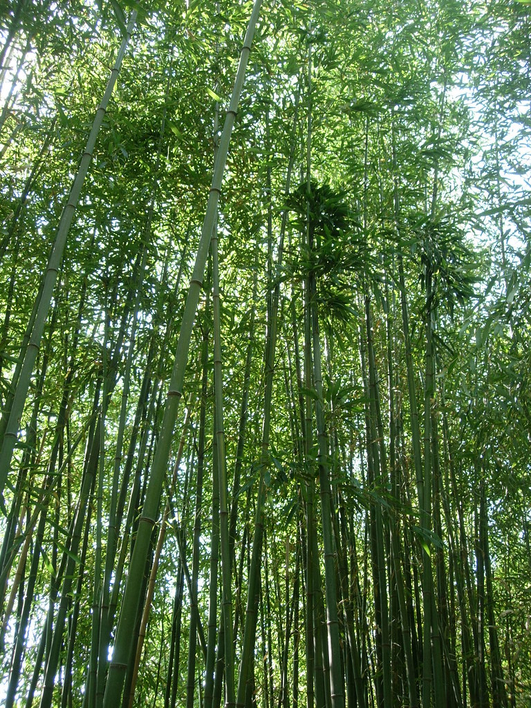 Bamboo = Saves Trees! Did you know that bamboo can grow up… Flickr