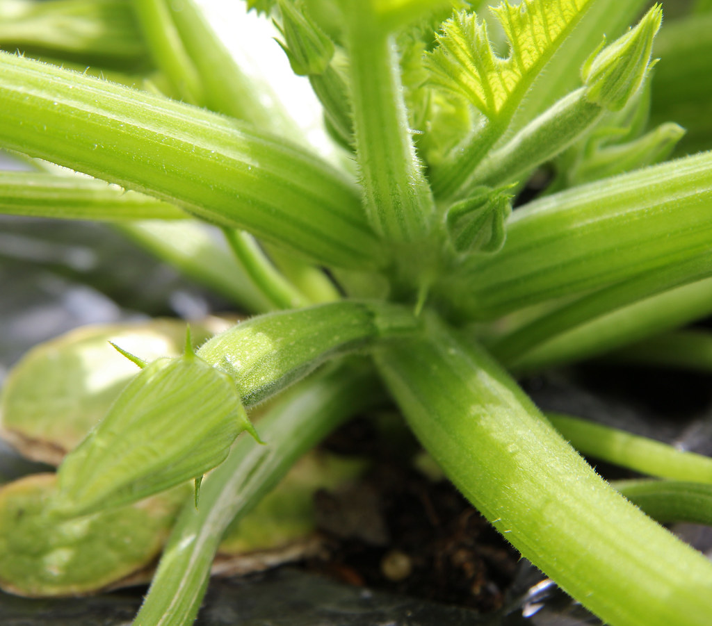 baby squash The Ambassador squash in my EarthTainer are gr… Flickr