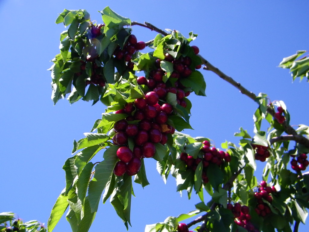 Bing Cherries on the Tree At Lopez Ranch, Brentwood, CA Flickr