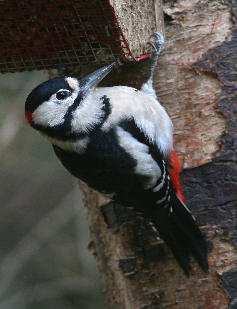 Great Spotted Woodpecker Thornley Woods, Rowlands Gill. Ju… Flickr