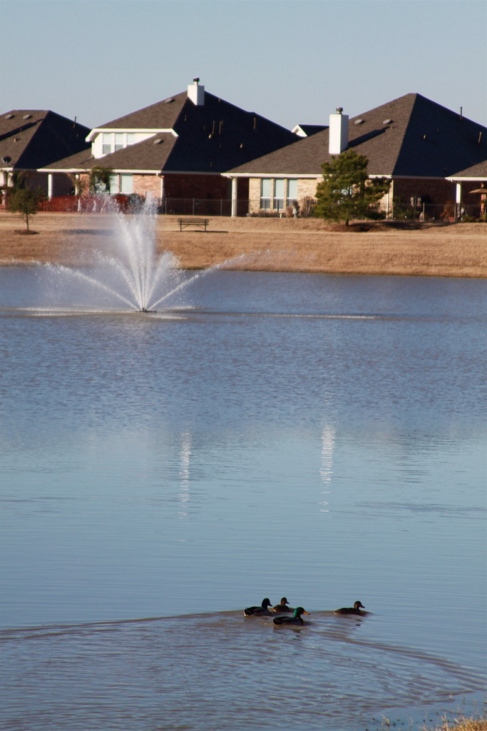Ducks on a cold pond Lake Point subdivision, Fairfield, Cy… Roy