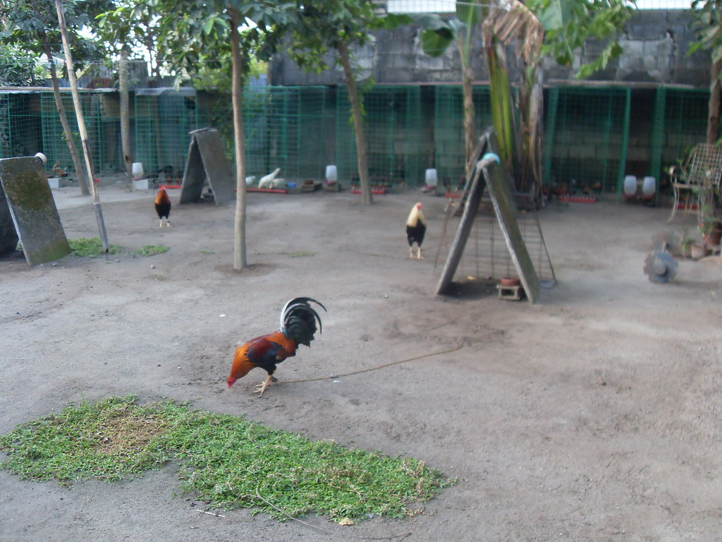 Backyard Breeder... REYMON GANIA Flickr