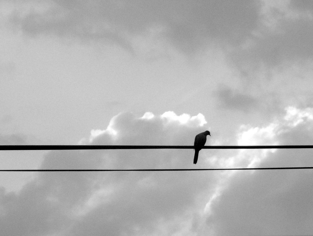 birds on a wire No quote today, just more birds on a wire.… Flickr