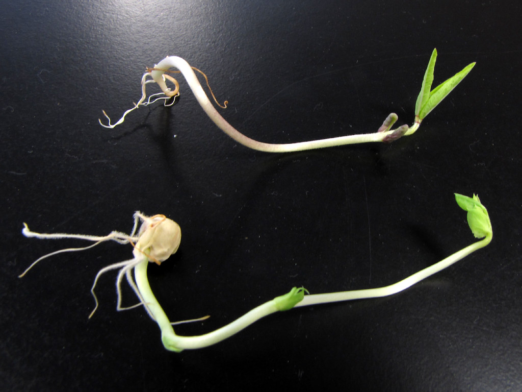 Bean vs. Pea Top Mung bean seedling, epigeous germination… Flickr