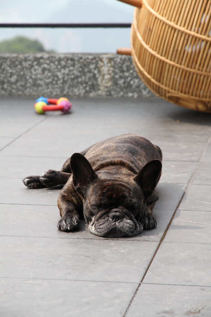 French Bulldog Rolex solutionsoap Flickr