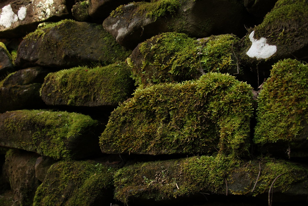 DSC02072 moss covered stone Charles Flickr