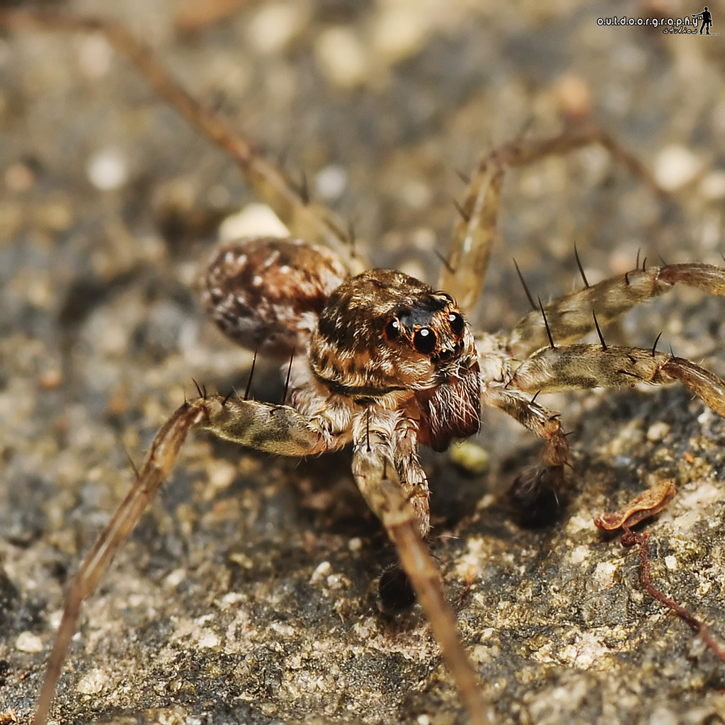 Wolf Spider Tupah Macro Outing Rekreasi Tupah 16 Mei