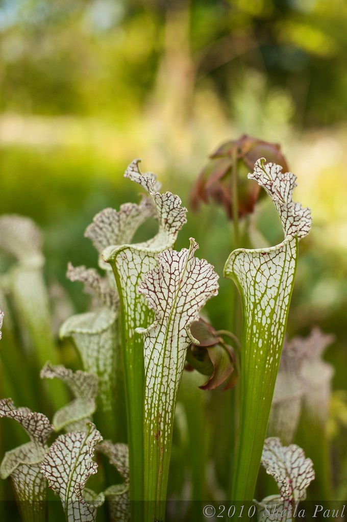 Pitcher Plants. Atlanta Botanical Garden, Atlanta, GA. 05… Flickr
