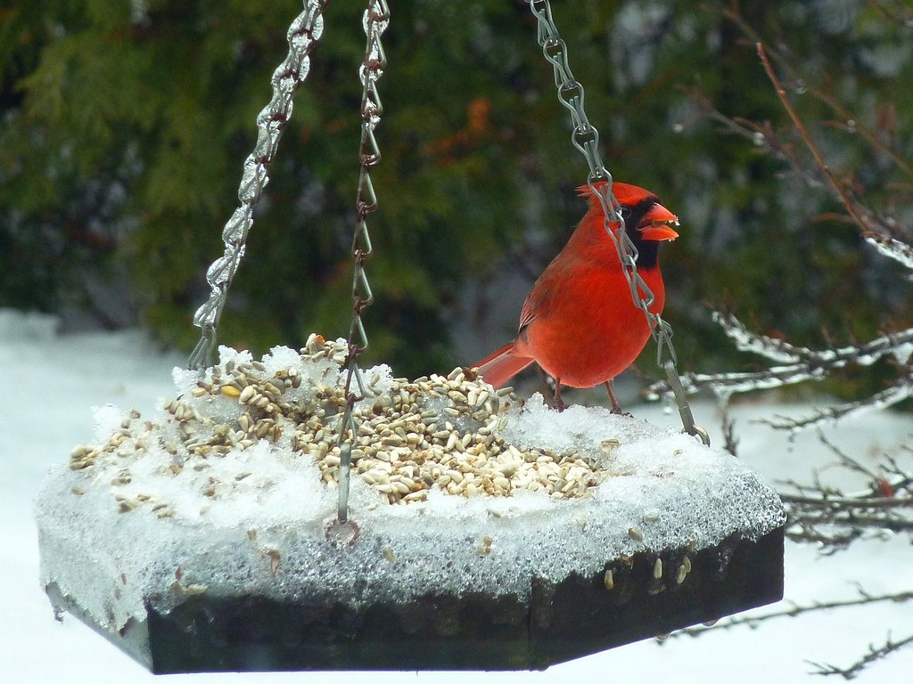 Frozen feeder snullr Flickr
