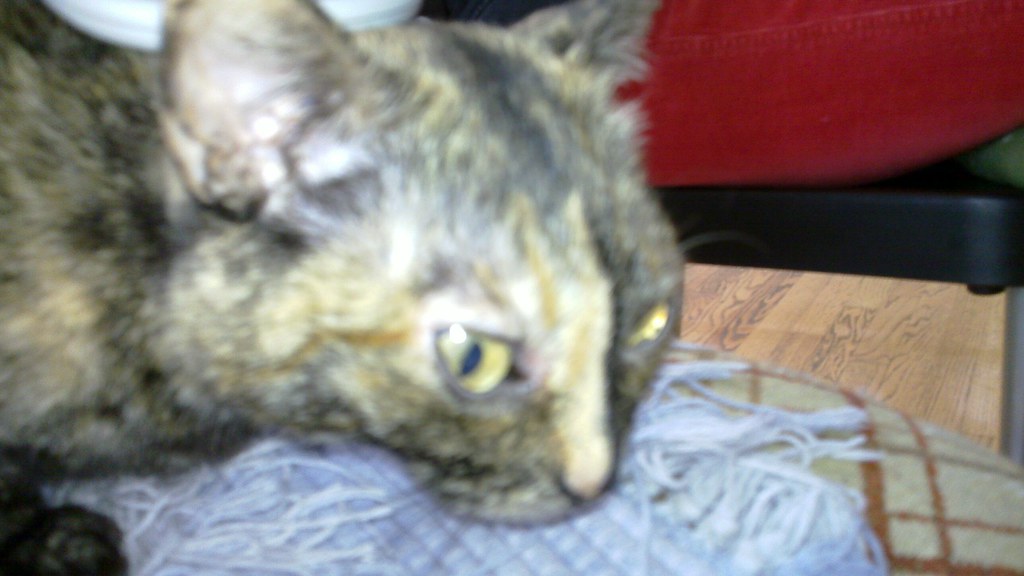 Roz My cat has her head scratched, pulling back her face t… Flickr