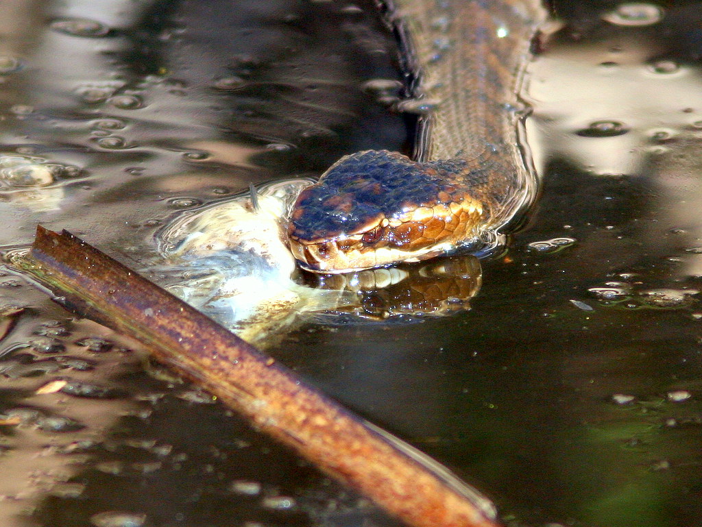 Cottonmouth Attacks Dead Fish 20100118 Scavenger hunt! Cole