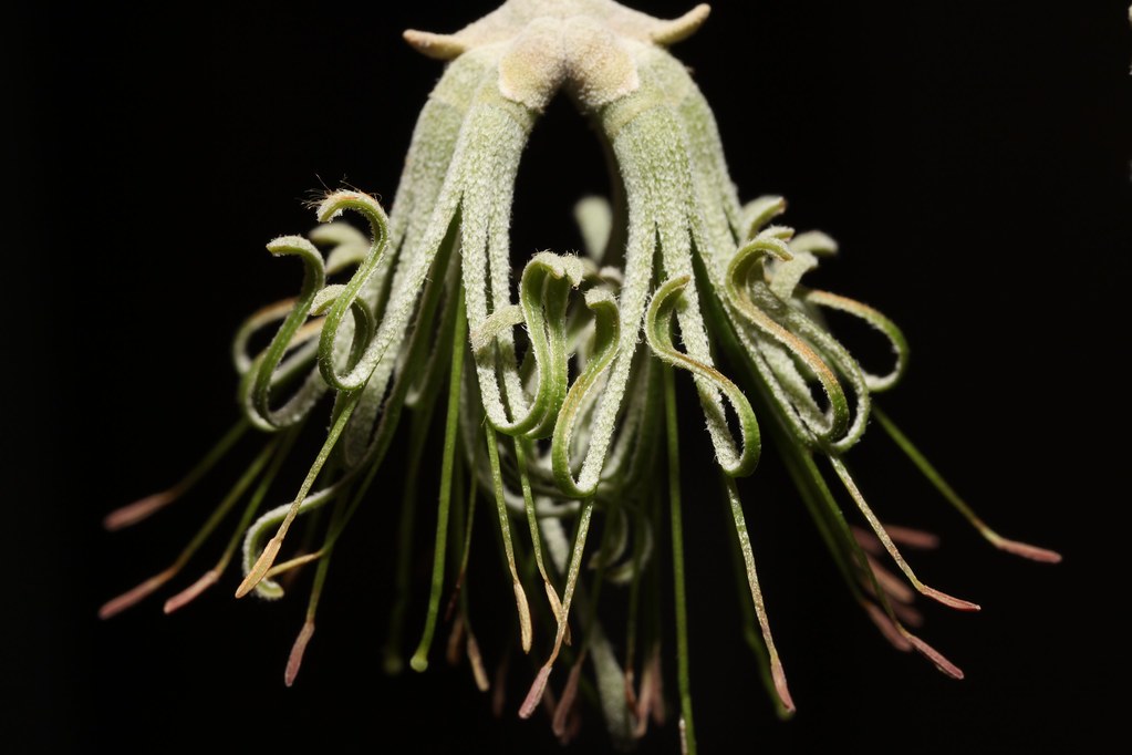 Green Mistletoe (Amyema maidenii) flowers, Ormiston Flickr
