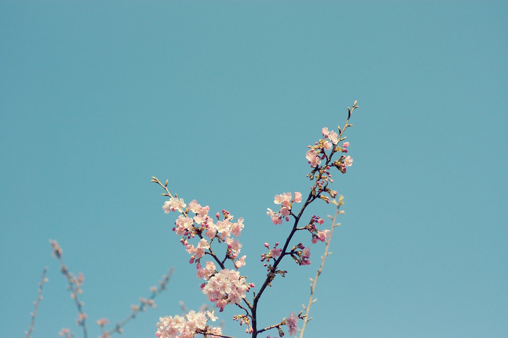 bud We're waiting for you, spring. Tomoyuki Kawashima Flickr