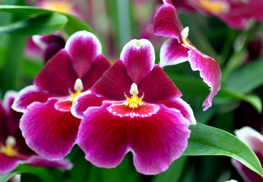 Explore Colors crayola.com.au