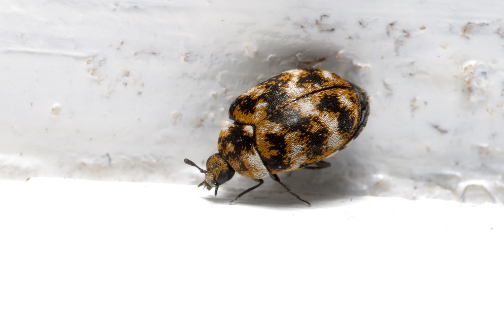 Varied Carpet Beetle attractive beetles these, shame they'… Flickr
